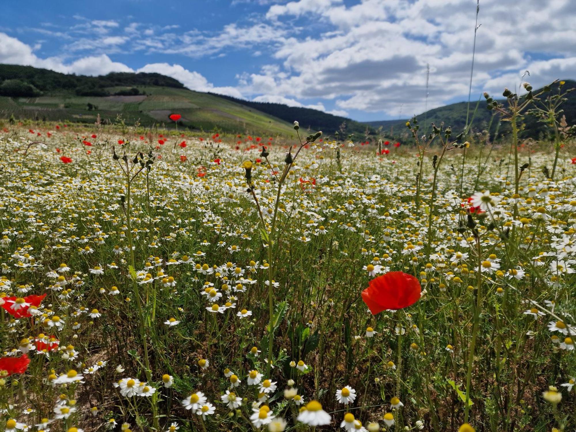 Das Rote Ferienhaus Terlinden Lieser Dış mekan fotoğraf